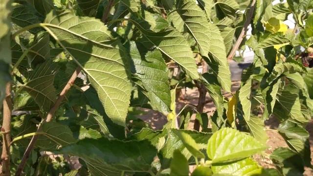 Шелковица сорта Джерарди опять начала плодоносить! ( 27.08.2020) смотреть онлайн