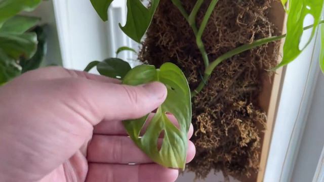 SELF WATERING MOSS POLE - WIRE MOSS POLES | Monstera adansonii, deliciosa, & Philodendron pedatum смотреть онлайн