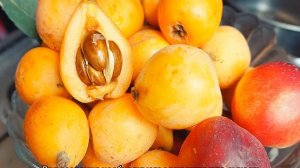 Мушмула — как вырастить в домашних условиях