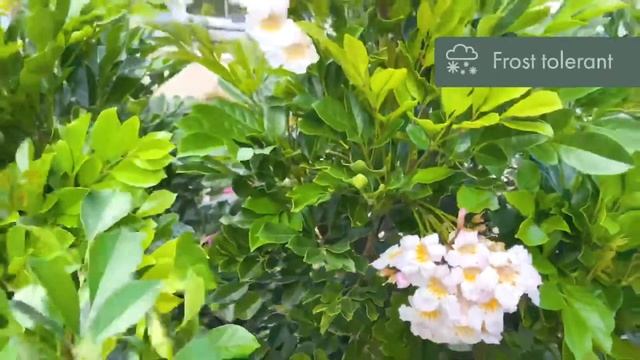 There's nothing she cant do! Radermachera Summer Scent the perfect flowering shrub смотреть онлайн