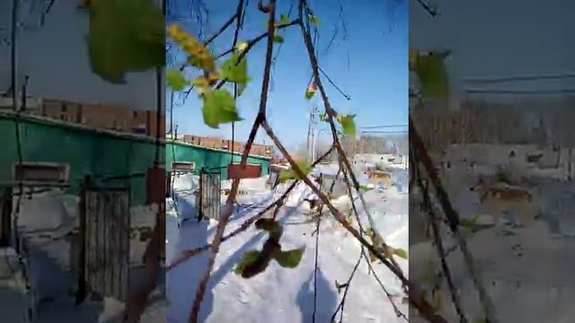 Береза распустилась зимой смотреть онлайн