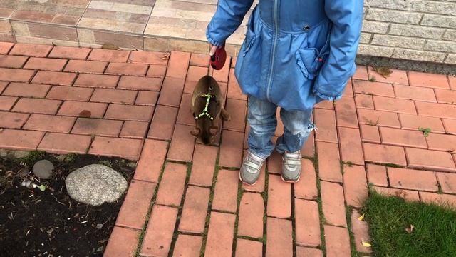 Кошки. Первая прогулка котенка Дарси. смотреть онлайн