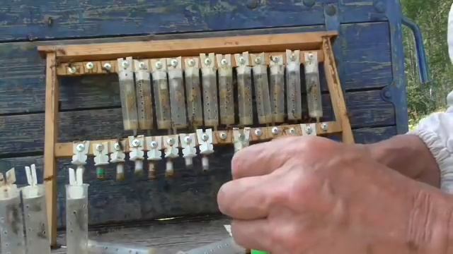 разведение пчёл вывод маток смотреть онлайн