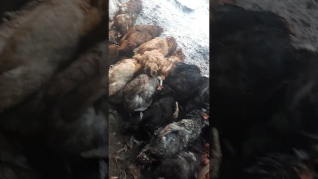 Хорёк убийца 40 курей ?? смотреть онлайн