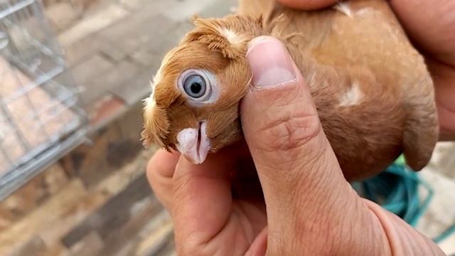 Впечатляющая коллекция двухчубых голубей. Двухчубые голуби. Tauben. Pigeons. Palomas. Pombos. 비둘기.