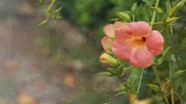 돌아가는 꽃 - 도종환 시. 임태규 곡. sop 강혜정. photo by 김순용(능소화) смотреть онлайн