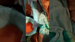 Процесс получение (дойка) икры с радужной форели возрастом 6 лет #икра #форель #получениеикры #дойк