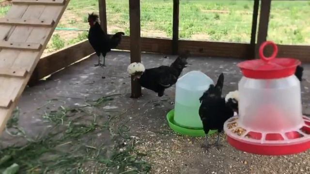 Голландские белохохлые куры смотреть онлайн