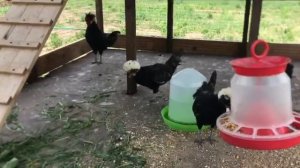 Голландские белохохлые куры