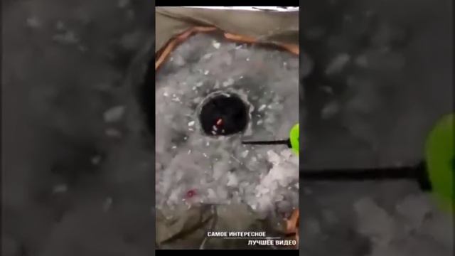 Соболь ворует рыбку у рыбаков смотреть онлайн