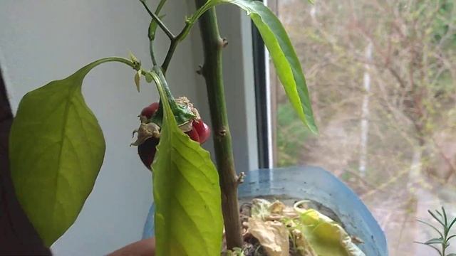 Салатный перец на подоконнике в мае. Падрону 1 год. spanish pepper Padron смотреть онлайн