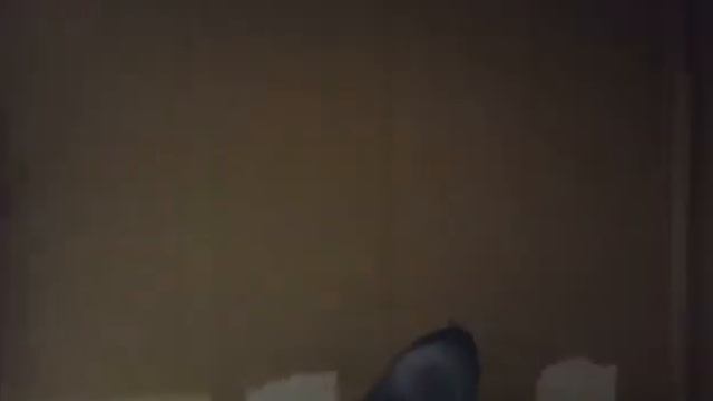 Котята ориентальной кошки Химеры 1-е роды 2021 год. смотреть онлайн