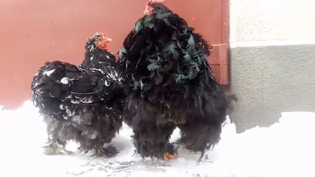 кохинхин смотреть онлайн