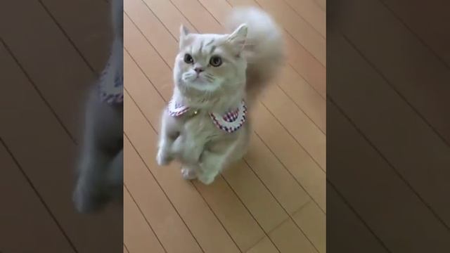 Красавица с пушистым хвостом смотреть онлайн