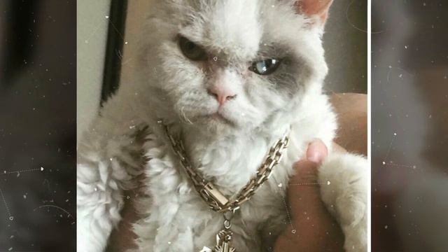 Доклад к школе под названием "кошки" смотреть онлайн