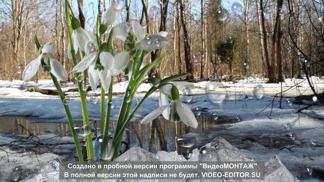 Подснежники смотреть онлайн