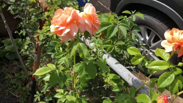 Lady Of Shalott