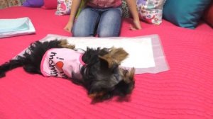 Как приучить собаку к пеленке! Быстрый способ. Учим щенка ходить на пеленку!