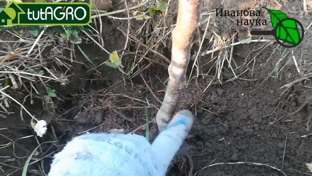 ИЗ-ЗА ТАКОЙ ПОСАДКИ САЖЕНЦЫ ПЕРЕРОЖДАЮТСЯ! Правильно высаживайте привитые саженцы!