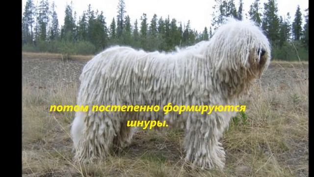 Командор "Король собак" смотреть онлайн