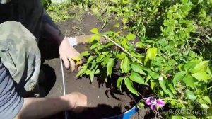 Красивейшие Цветы//Клематис Вероника Чойс/Veronica's Choice//Клематис на Участке/Многолетние Цветы