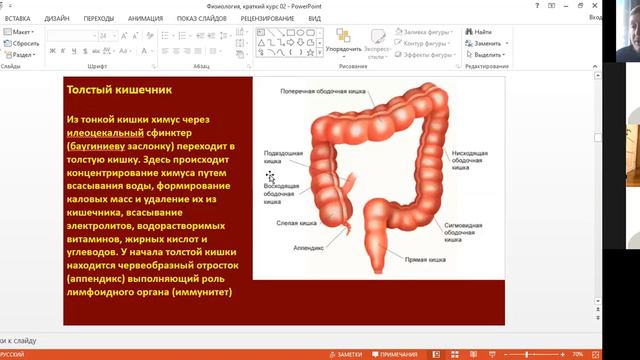 7 класс. Пищеварение у животных, часть 4 смотреть онлайн