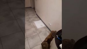 Приучить щенка к туалету легко