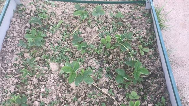 Дача в августе. Косим газон , сажаем клубнику. Все растет. смотреть онлайн