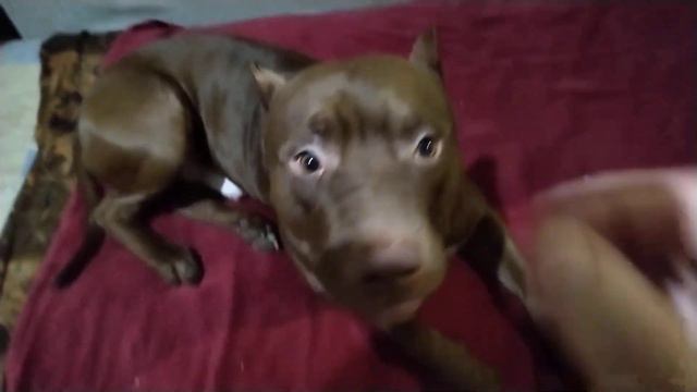 Питбуль Спайк любит кусатьсяОшейник очень натер шею 