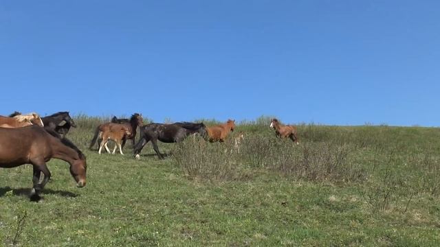 Жеребец Реактор. Состояние влюблённости смотреть онлайн