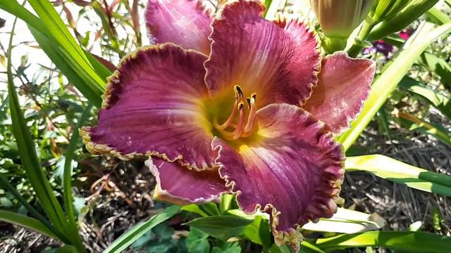 Лилейник Arabian Magic смотреть онлайн