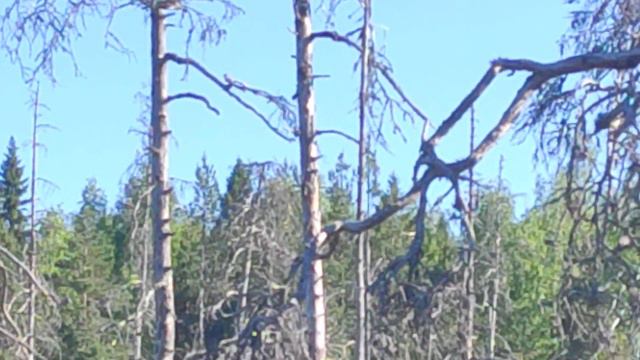 Черный дятел на озере смотреть онлайн