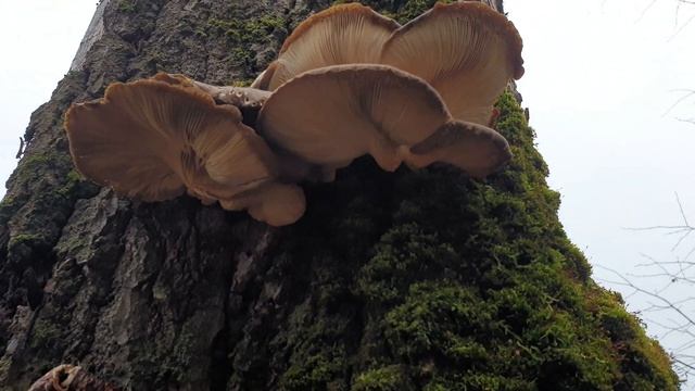 Грибные новости 13 ноября ! Вешенка и зимние опята фламмулина ! Грибы тушёные в молоке! Грибы 2020 смотреть онлайн