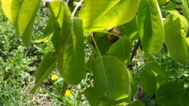 Майский Жук. Хрущ. Яблоко-Груша или Груша? (Pear. Apple. Cockchafer) смотреть онлайн