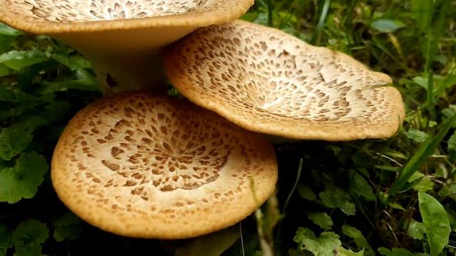 Трутовик чешуйчатый растет на пне, Москва (или клубненосный?) смотреть онлайн