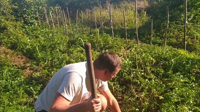 Как вырастить картошку картофель на органике органическим способом смотреть онлайн