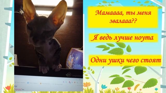 Донской сфинкс смотреть онлайн