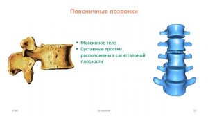 Кости скелета туловища