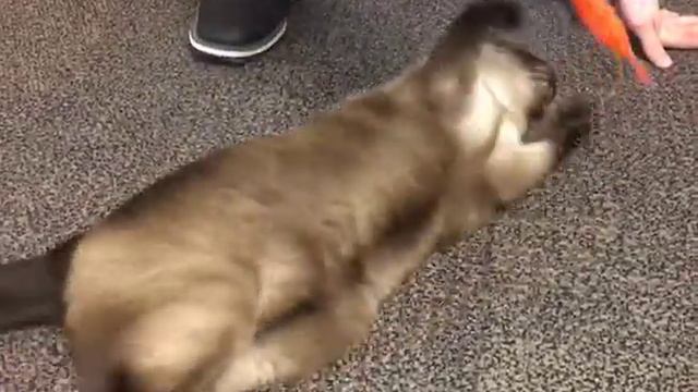 Lab 9: Schatze Story смотреть онлайн