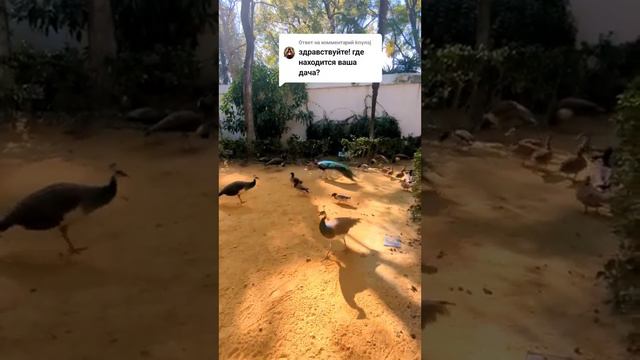 Жизнь без дачи . Спасибо за подписку смотреть онлайн