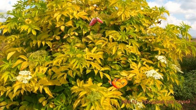 Бузина черная Ауреа (sambucus nigra aurea) ? бузина Ауреа обзор: как сажать саженцы бузины Ауреа смотреть онлайн
