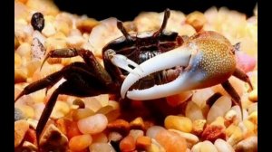 ВСЁ О РАДУЖНЫХ КРАБАХ|СОДЕРЖАНИЕ И УХОД