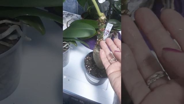 Мои новиночки/орхидеи/антуриумы /ятрофа подагрика смотреть онлайн