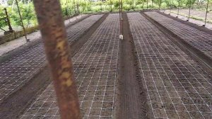 Как правильно натянуть сетку для цветов. Хризантема. Альстромерия.