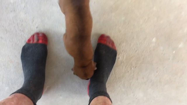 Omko Thai Ridgebacks (pup update) смотреть онлайн