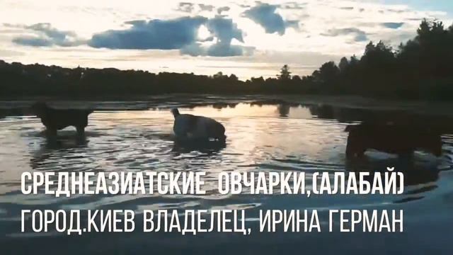 Алабай или Среднеазиатская Овчарка.Из Киева с Любовью смотреть онлайн