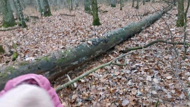 Едим в лес за опятами, жарим шашлык, делаем фотосессию. смотреть онлайн