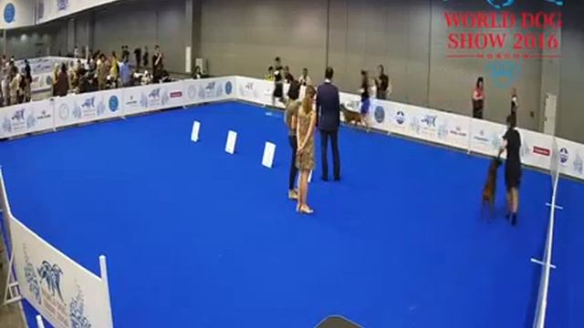 WDS 2016. National Speciality show .Thai Ridgeback dogs.(RKF translation) смотреть онлайн