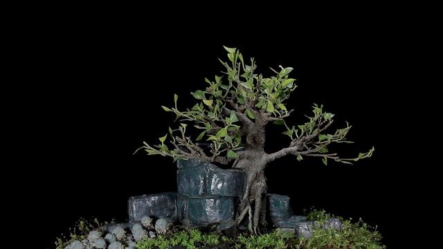 Ficus - Castelinho - little castle: Bonsai SP смотреть онлайн