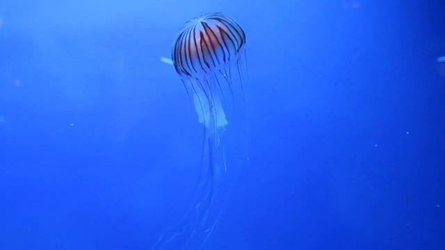 Sleeping - Relaxing Music, HealingMusic, Meditation Music смотреть онлайн